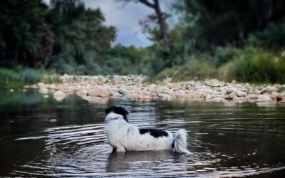 Movement That Heals: The Benefits of Walking in Nature