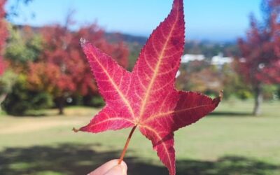 Autumn in Stellenbosch: A Healing Season for Trauma Recovery