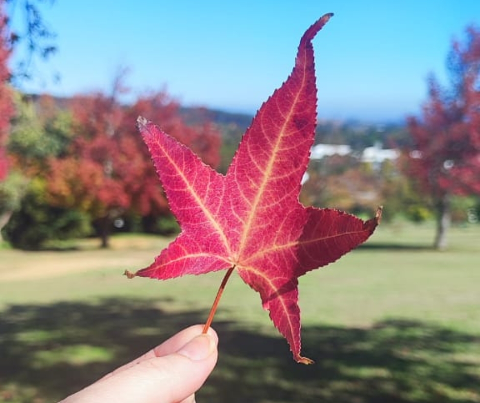 Autumn in Stellenbosch: A Healing Season for Trauma Recovery