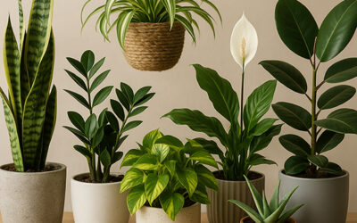 Serial Plant Killers Anonymous: 7 Houseplants Even You Can’t Murder
