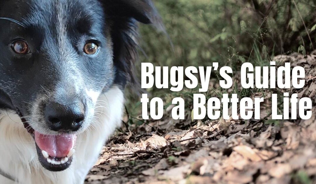 Bugsy's guide to a better life
