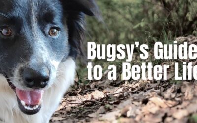 Bugsy’s Guide to a Better Life