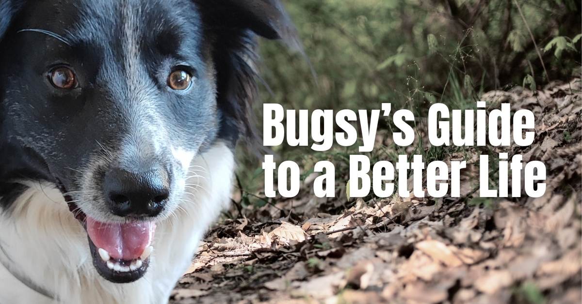 Bugsy’s Guide to a Better Life